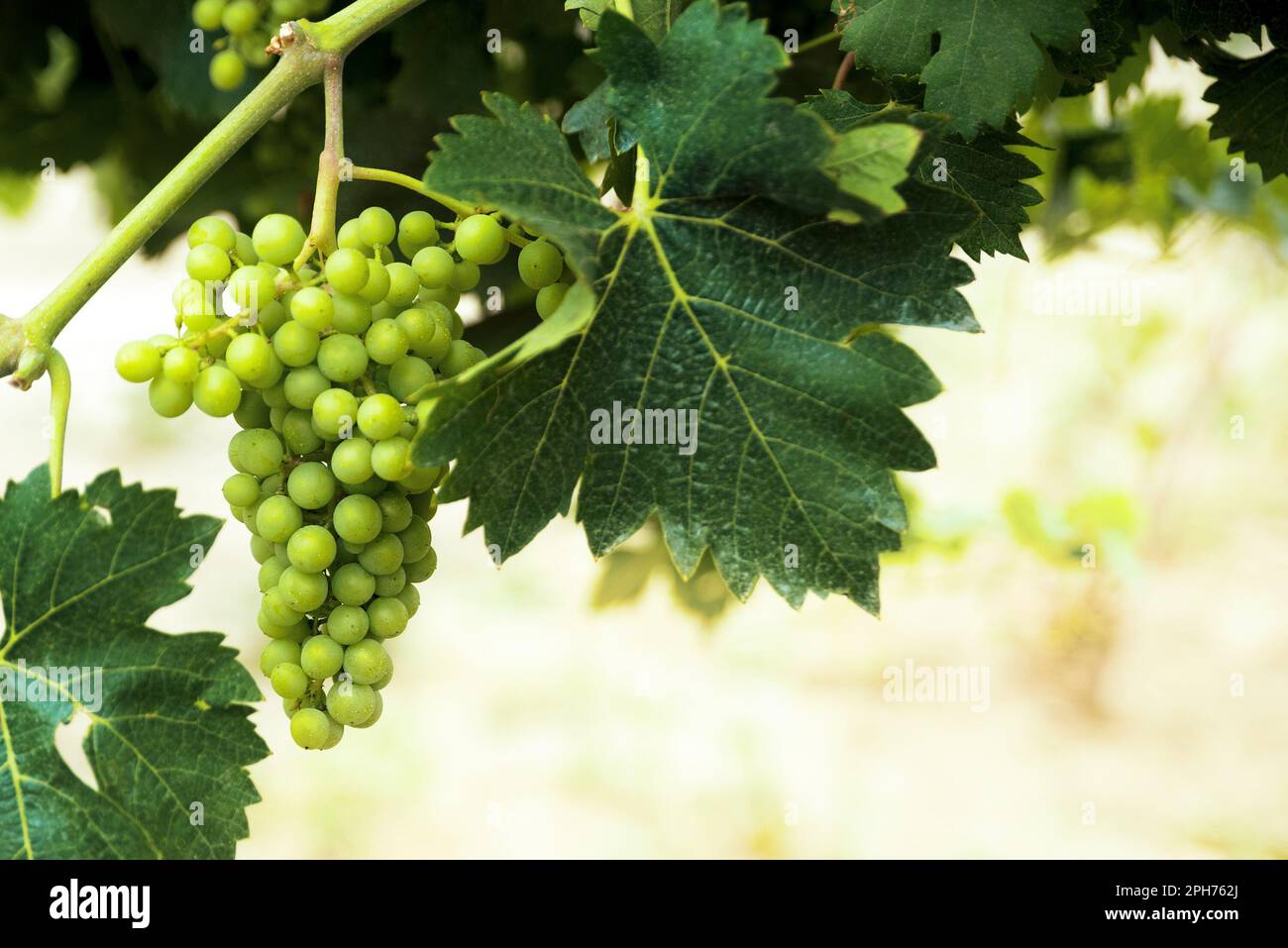 Uva sulla vite Foto Stock