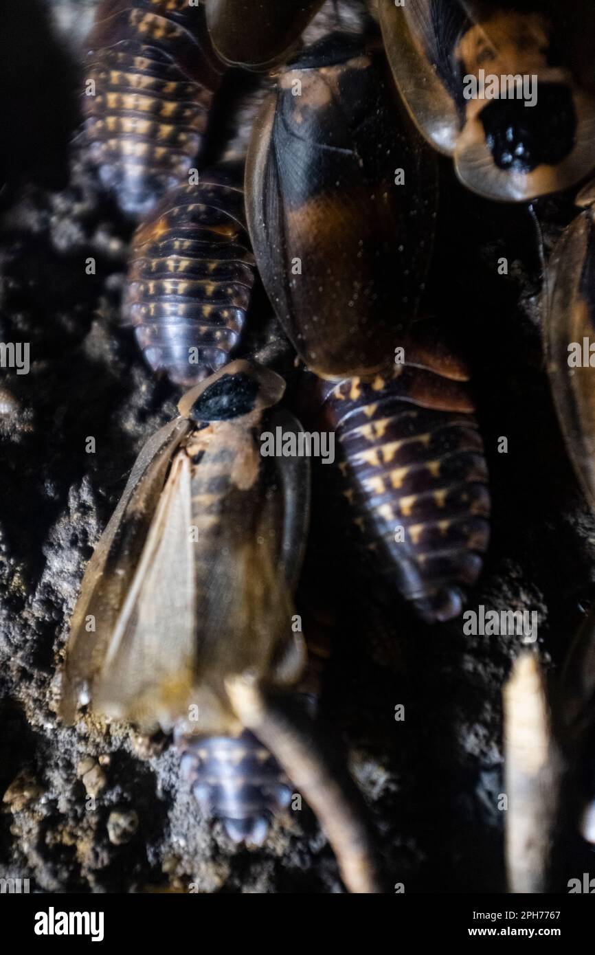 Gli insetti spoky e disgustoso a strisce grandi si avvicinano ancora Foto Stock