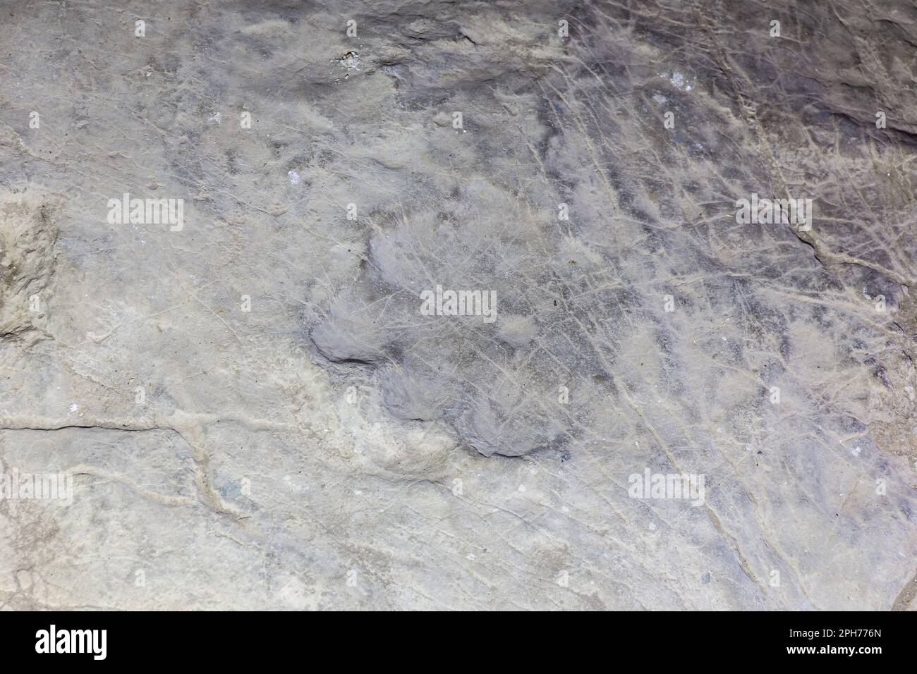 Ben conservato dinosauro erbivoro fossilizzato impronta su una roccia in Sataplia Strict Nature Reserve, Georgia. Foto Stock