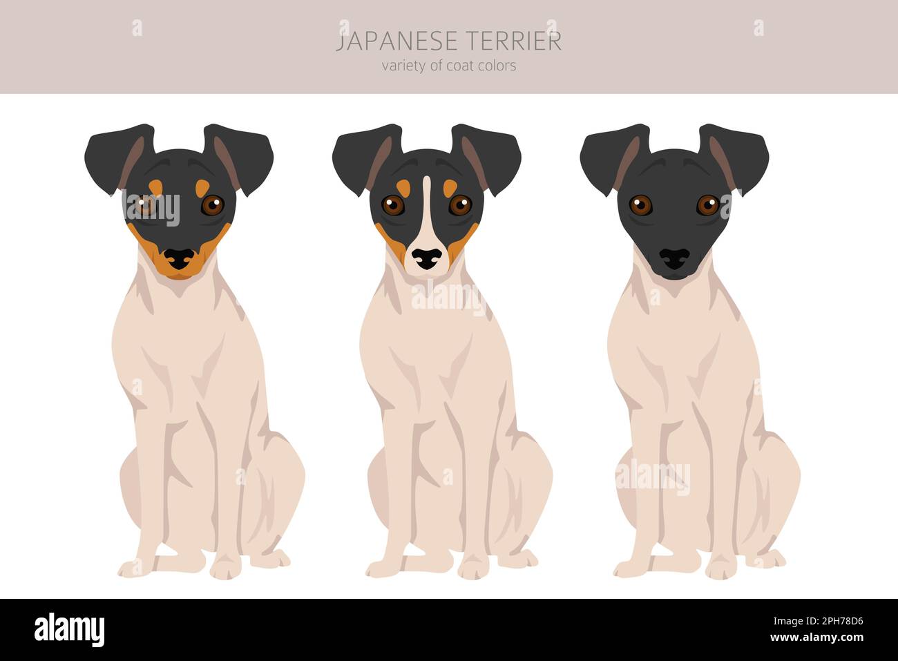 Terrier giapponese. Pose diverse, colori del cappotto impostati. Illustrazione vettoriale Illustrazione Vettoriale