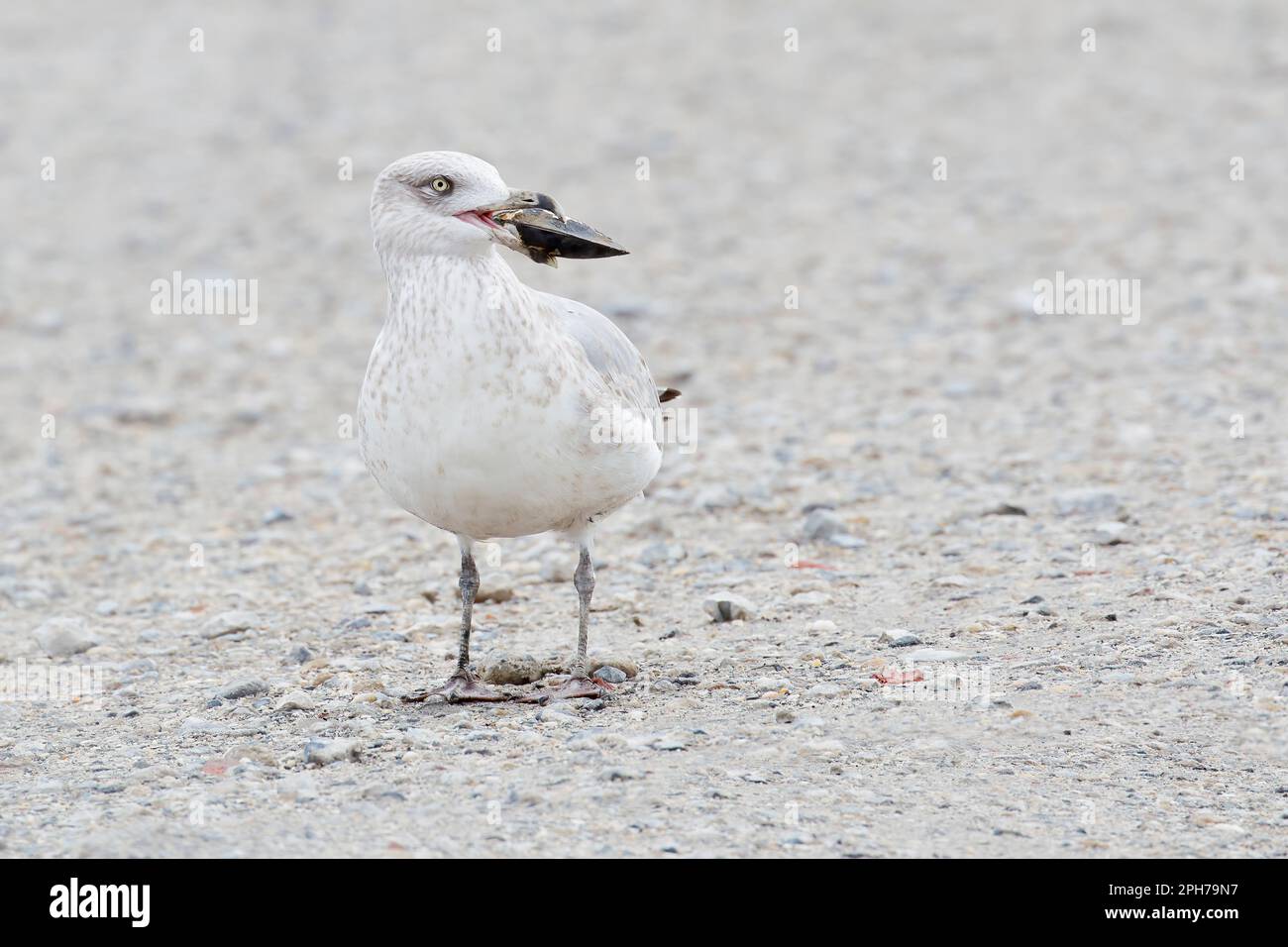 Gabbiano americano di aringa (Larus argentatus smithsonianus) con conchiglia, Edwin B. Fersythe National Wildlife Refuge, New Jersey, USA Foto Stock