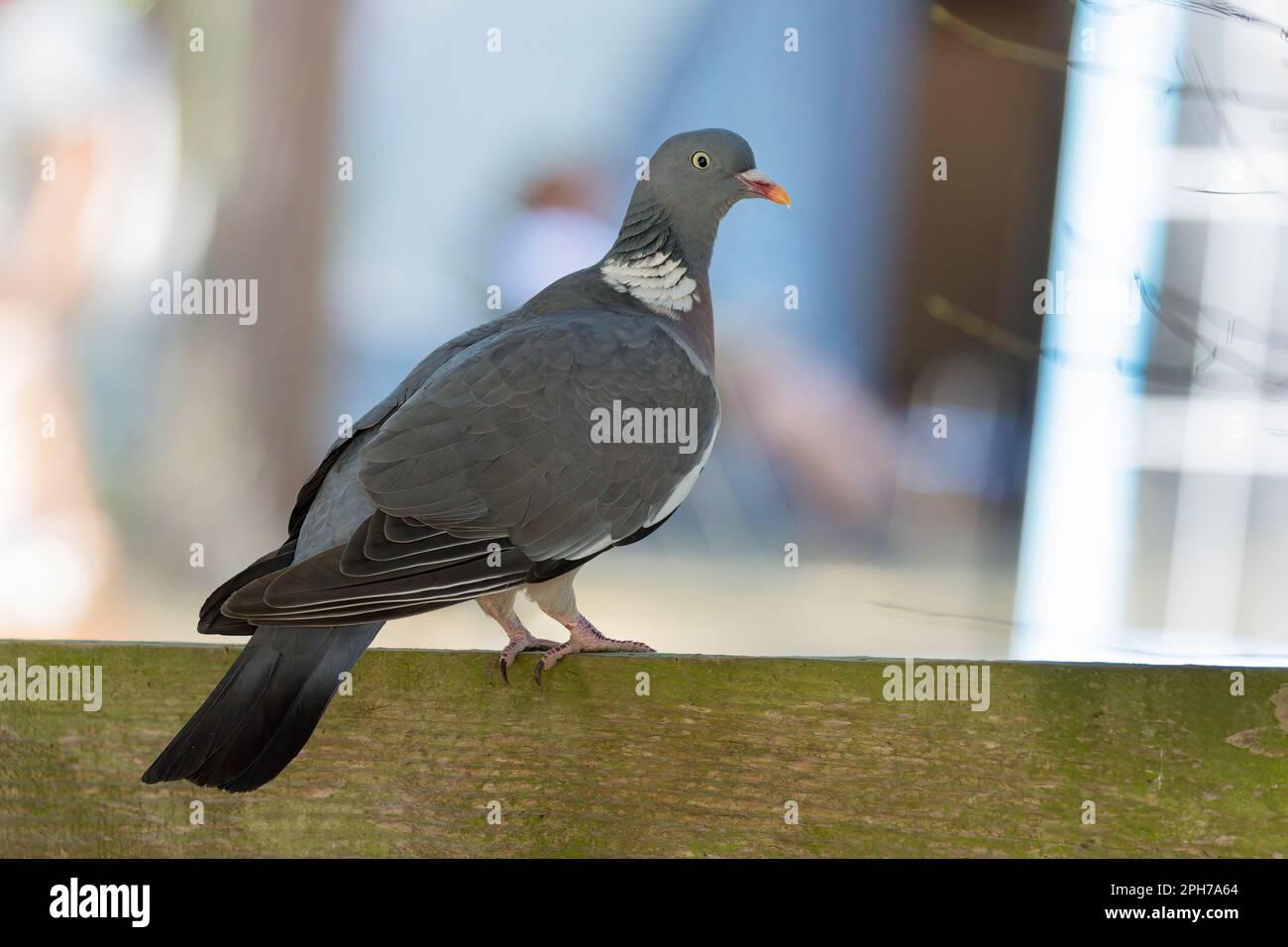 Legno Pigeon (Columba Palumbus) foraging attraverso l'erba, i Paesi Bassi Foto Stock