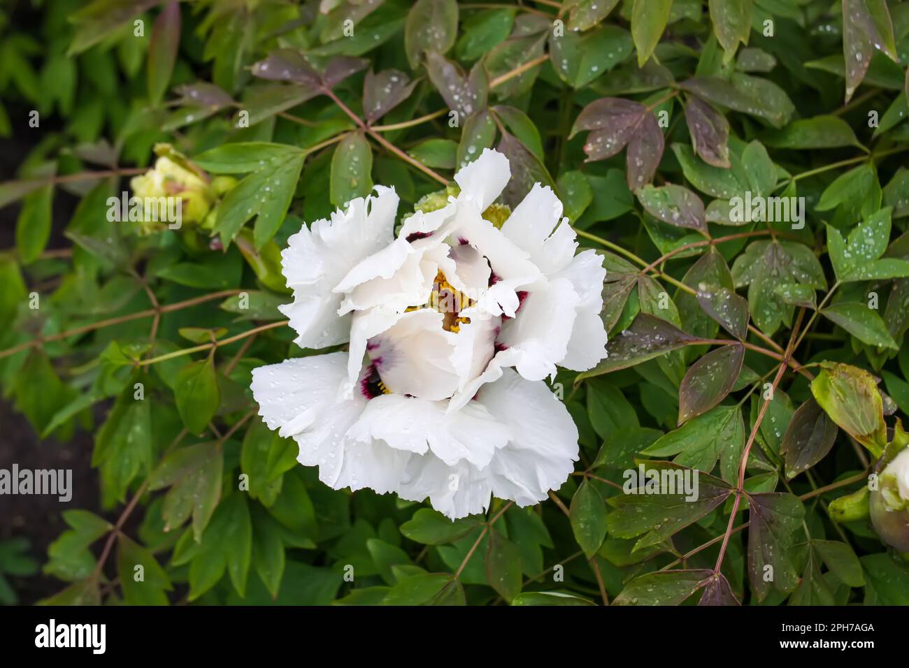 Fiori di pony con petali di terry nel giardino primaverile. Foto Stock