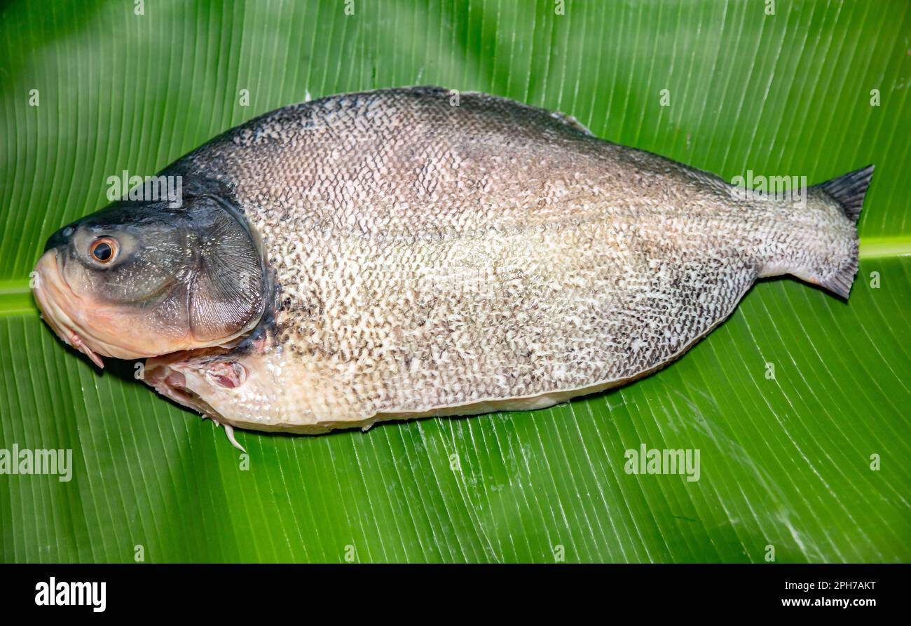 Tambaqui (Colossoma macromomomon) pesce d'acqua dolce brasiliano tradizionale dell'Amazzonia e Pantanal, su foglia di banana. Foto Stock