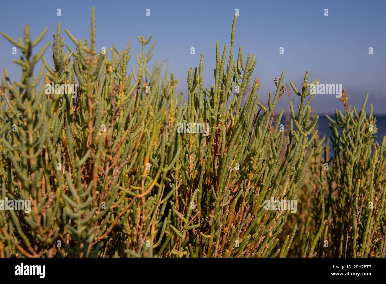 Cespugli di salicornia sulla costa della Francia meridionale nelle lagune di acqua salata vicino a Narbonne. Foto Stock