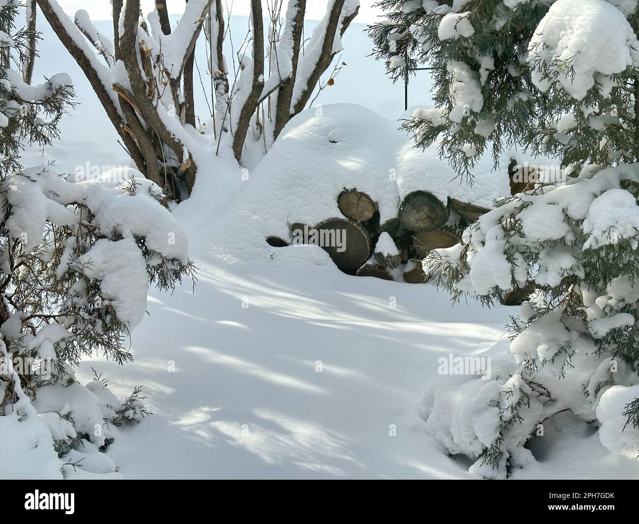 Il panoramico sentiero invernale con luce e ombra sulla neve è circondato da un mucchio di tronchi, pini e cespugli. La neve fresca caduta sul terreno rende pesanti i rami. Foto Stock
