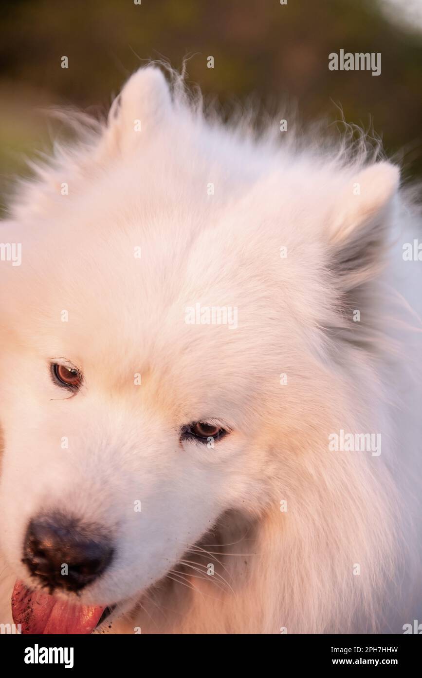 Ritratto molto grande di Samoyed lanuginoso bianco. Il cane sorride con la lingua fuori. Attenzione, amore, viaggiare con gli animali domestici Foto Stock