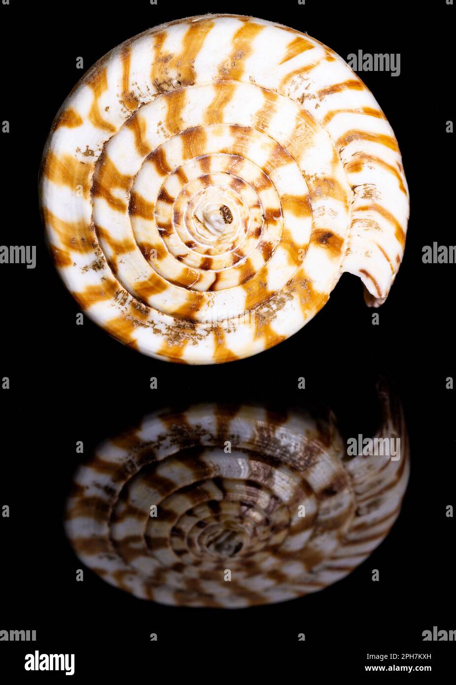 Le lumache marine a cono, o coni, sono lumache marine altamente velenose della famiglia Conidae, quasi esclusivamente di distribuzione tropicale. Foto Stock