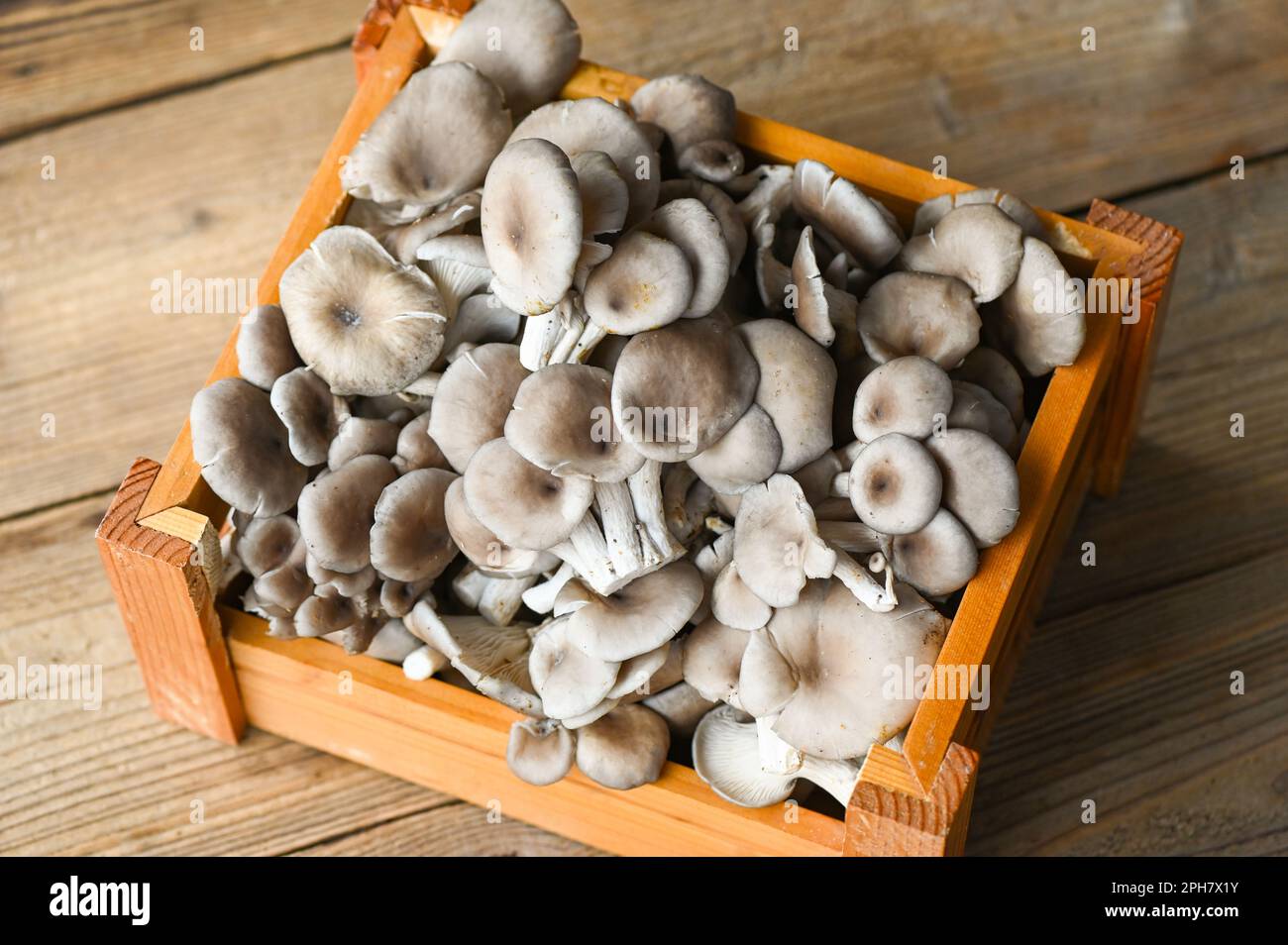 Funghi di ostrica freschi grigi su fondo di legno, funghi di ostrica freschi crudi per cucinare i cibi Foto Stock