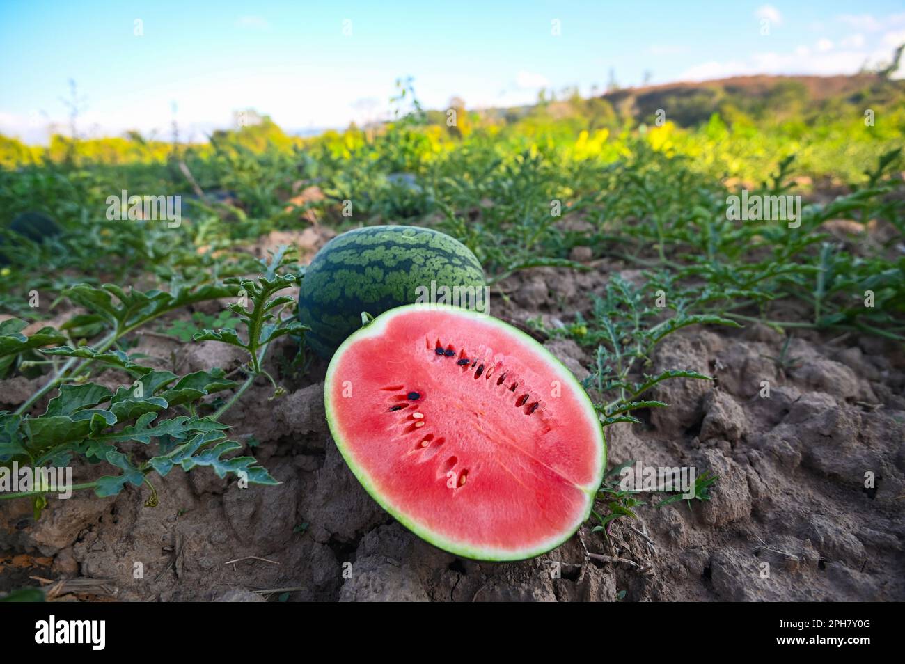 fettina di anguria in campo di anguria - frutta fresca di anguria sul terreno agricoltura giardino fattoria di anguria con pianta di foglia, la raccolta di anguria Foto Stock