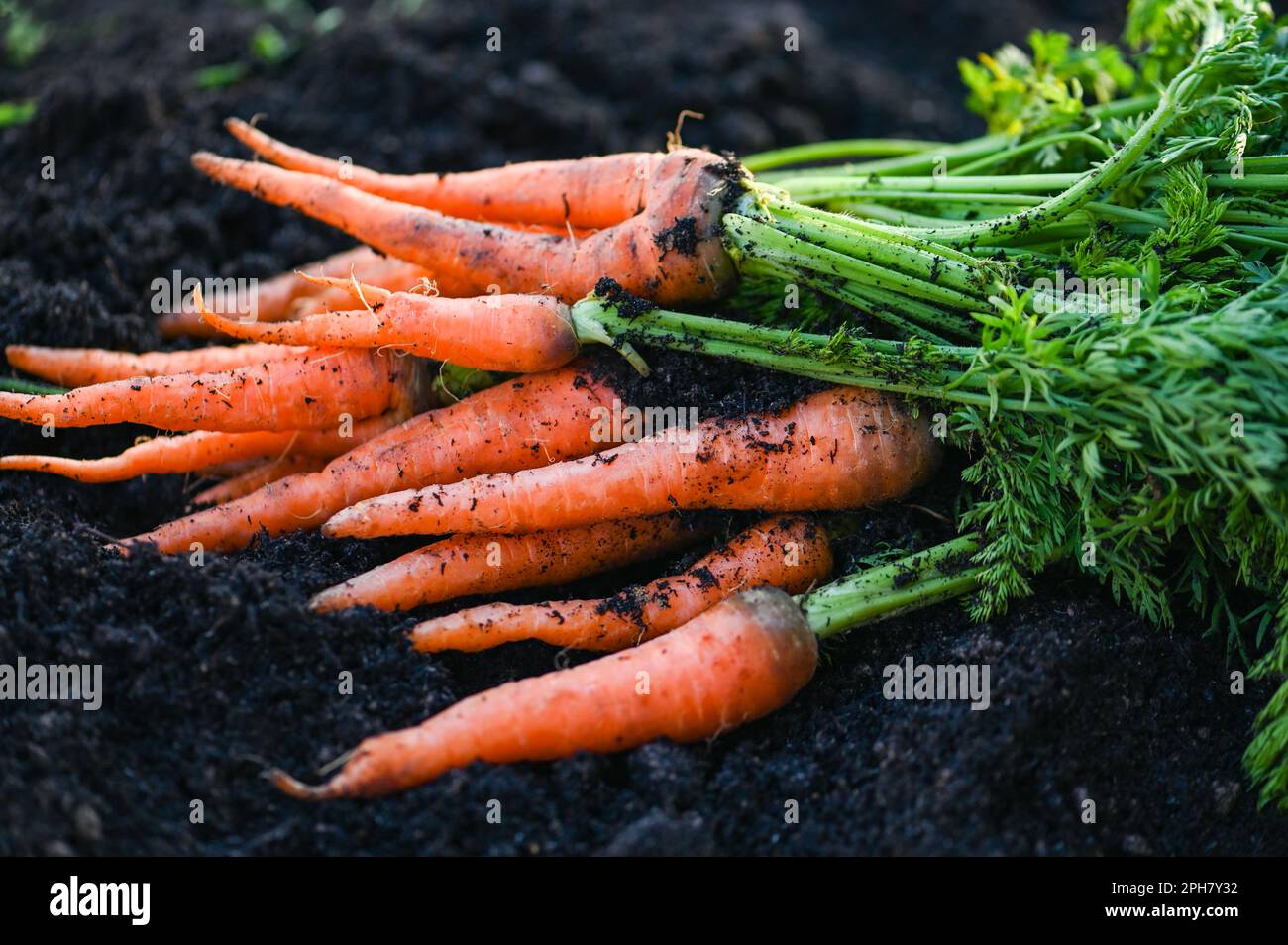 carota in terra , carote fresche che crescono in carota campo ortaggio cresce in giardino nel terreno agricoltura biologica raccolta prodotto agricolo natura Foto Stock