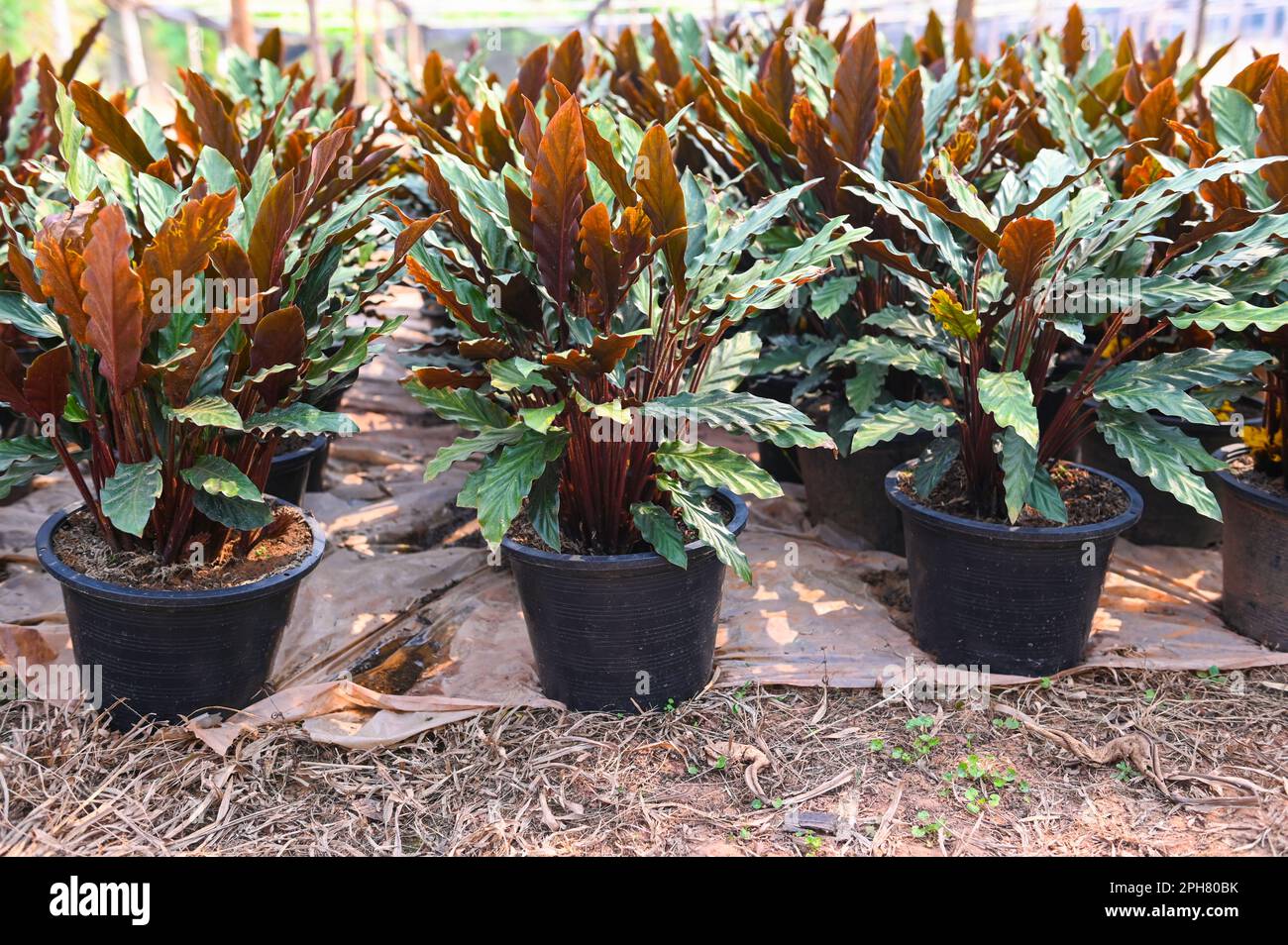 Pianta in vaso con fondo naturale di foglie di Calatea pianta ornamentale per la decorazione del giardino, Calatea Rufibarba Fenzl Foto Stock