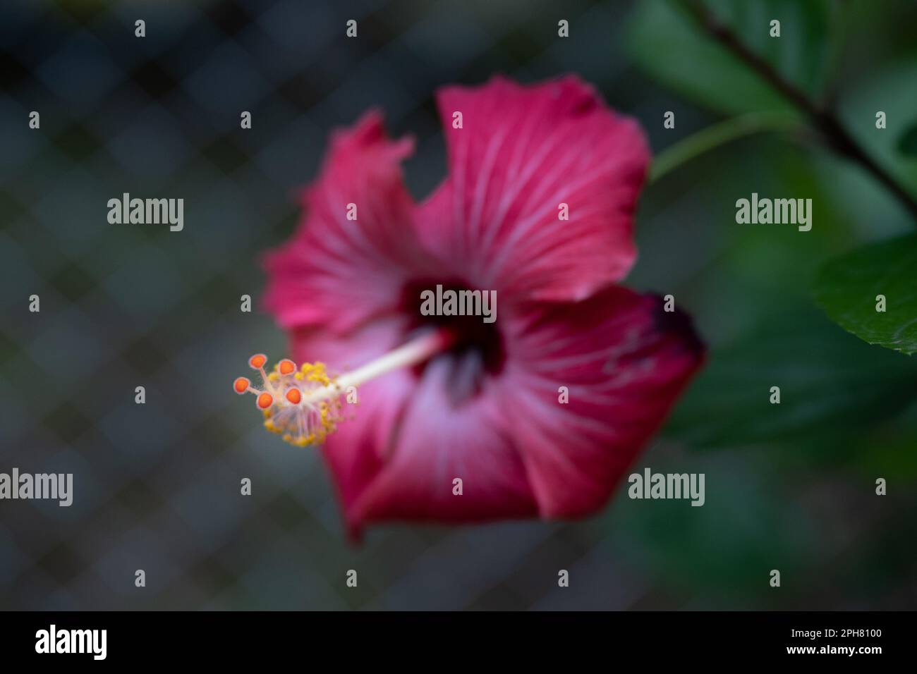 Fiore di Hibiscus, rosso, visto dal lato anteriore, che mette in risalto lo stamen e i pistils delle strutture riproduttive, rosa-sinensis con copy-space Foto Stock