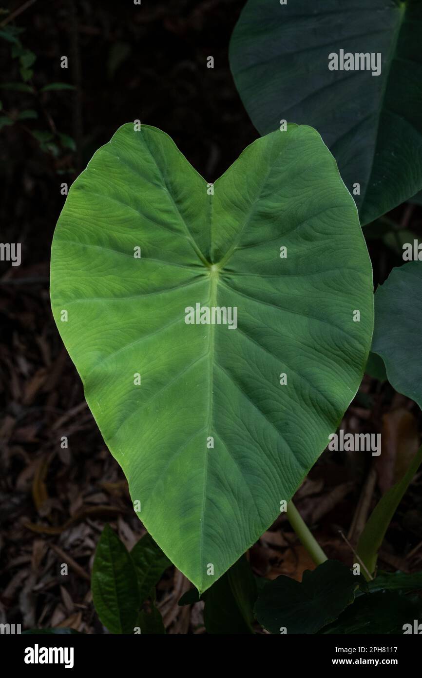 Primo piano con foglie verdi, taro americano, sagittifolio Xantosoma in natura nella regione tropicale Foto Stock
