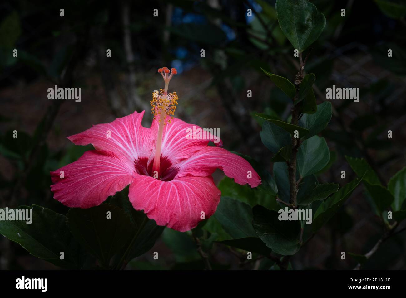 Fiore di ibisco, rosso, visto di lato, che mette in risalto lo stamen e i pistils delle strutture riproduttive, rosa-sinensis con copy-space Foto Stock