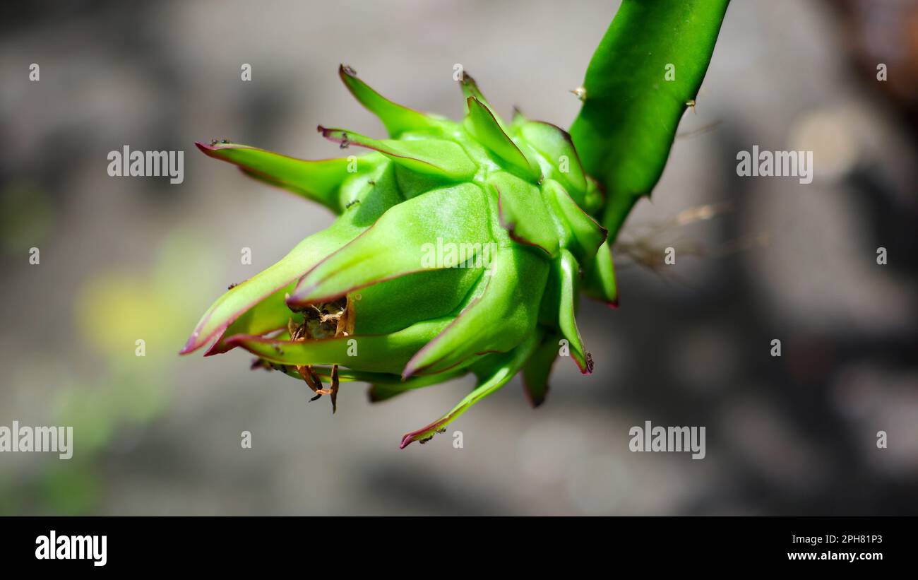Primo piano, i giovani germogli di frutti del Drago sono verdi, nel villaggio di Belo Laut durante il giorno Foto Stock
