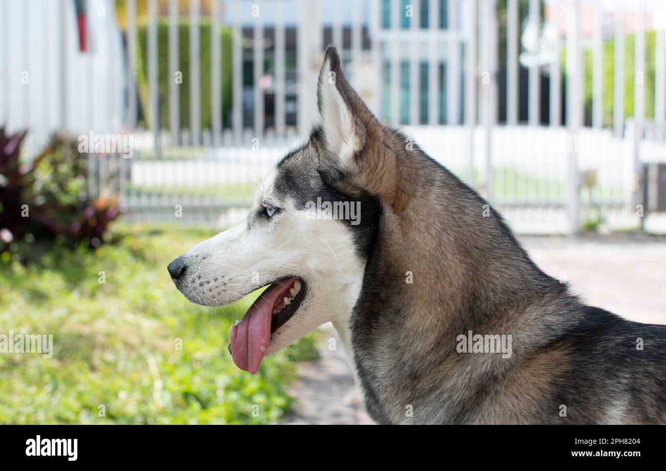 Profilo di una bella razza di cane Siberian Husky Foto Stock