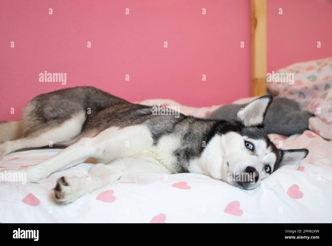 Husky siberiano che dorme su un letto in una stanza per bambini Foto Stock