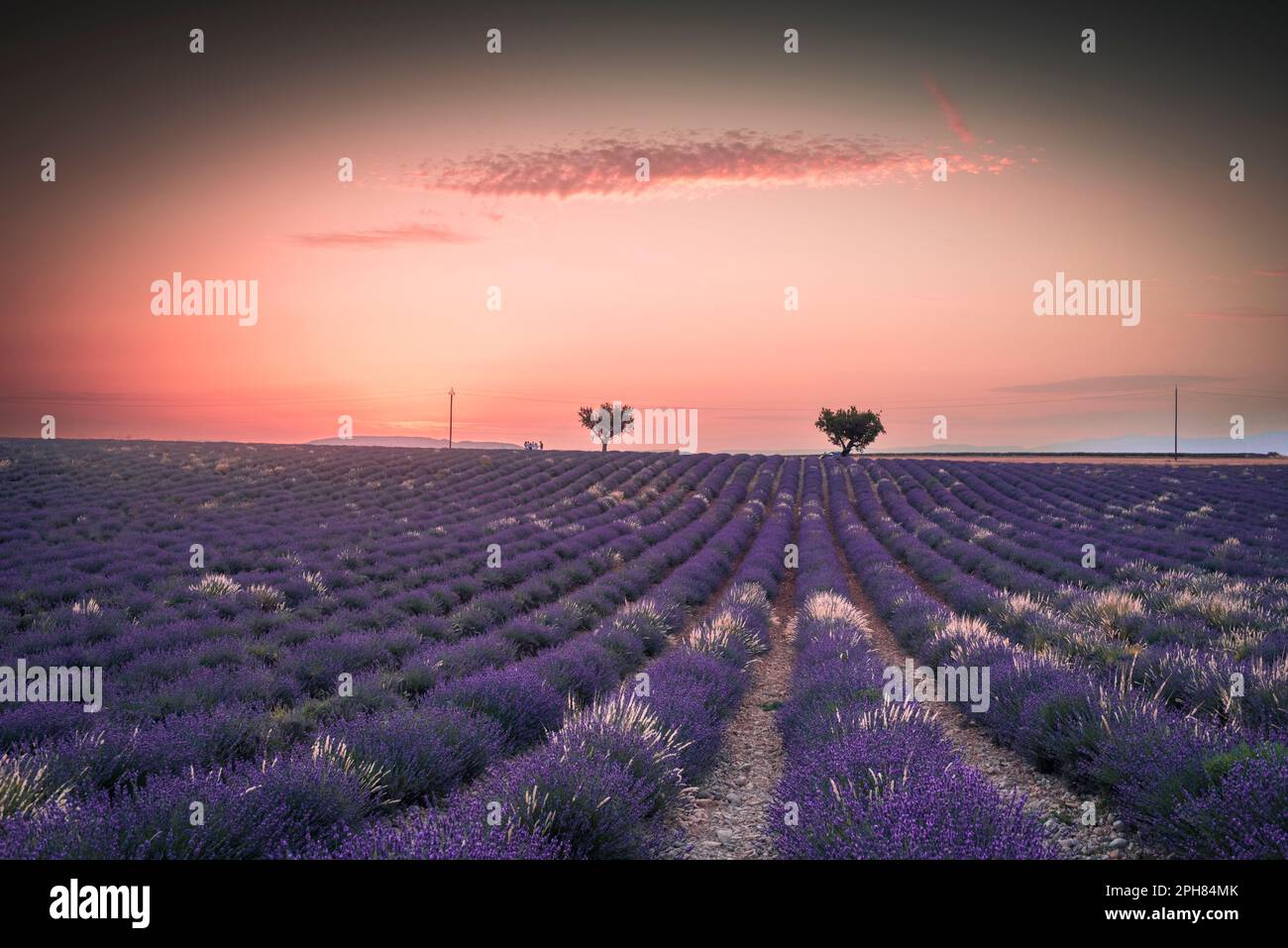 Tramonto del campo di lavanda sull'altopiano di Valensole Foto Stock