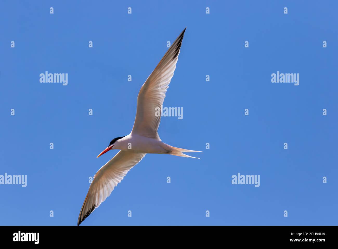 Un Tern fotografato in volo sulla costa del Pacifico in Messico. Foto Stock