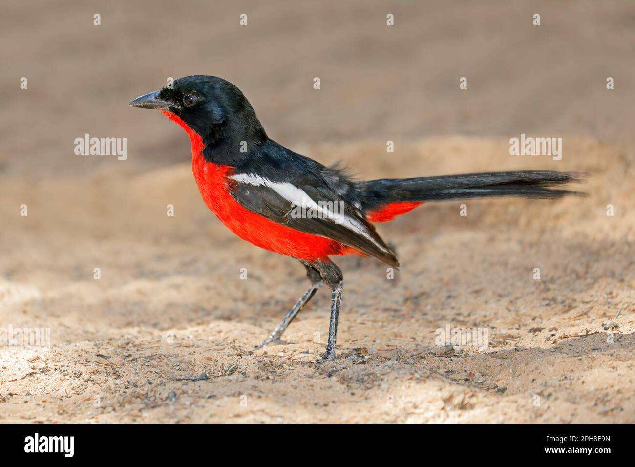 Gamberetto cremisi colorato (Laniarius atrococcineus), deserto di Kalahari, Sudafrica Foto Stock