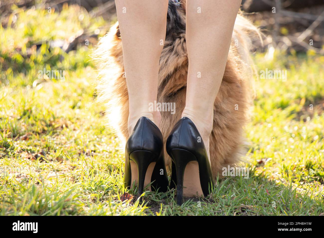 Una ragazza in pelle nera scarpe con tacco alto, e un cane pekingese dai capelli rossi sta in piedi accanto a lui su erba verde al sole Foto Stock
