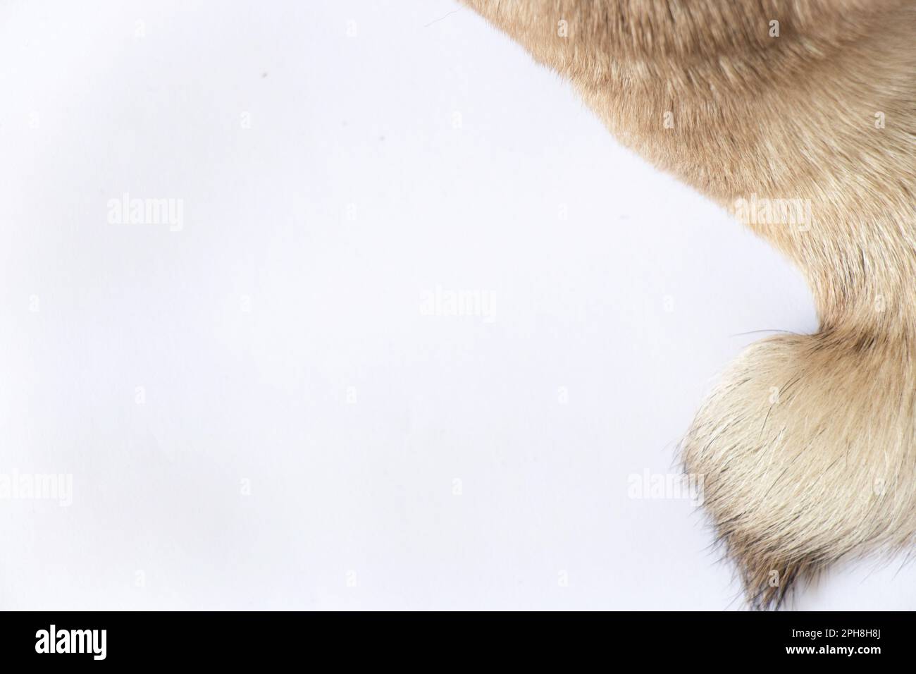 coda di cane pug su sfondo bianco primo piano Foto Stock