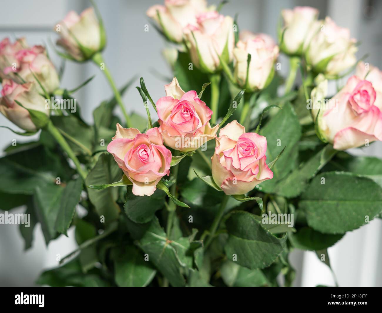 bouquet di rose rosa in vaso primo piano, sfondo floreale naturale. Foto Stock