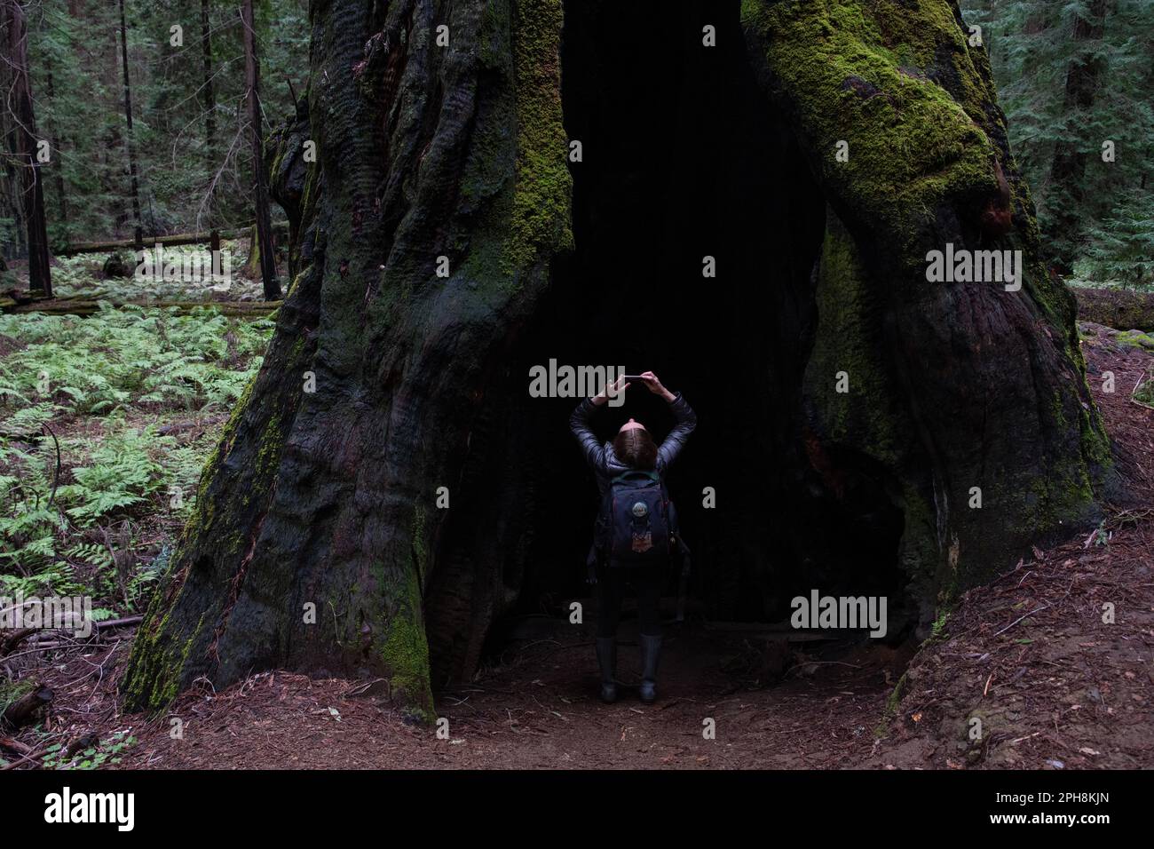 Una ragazza escursionista in piedi all'interno della base di una costa redwood, Sequoia sempervirens, tronco d'albero e guardando in alto, è molto piccola in confronto. Foto Stock