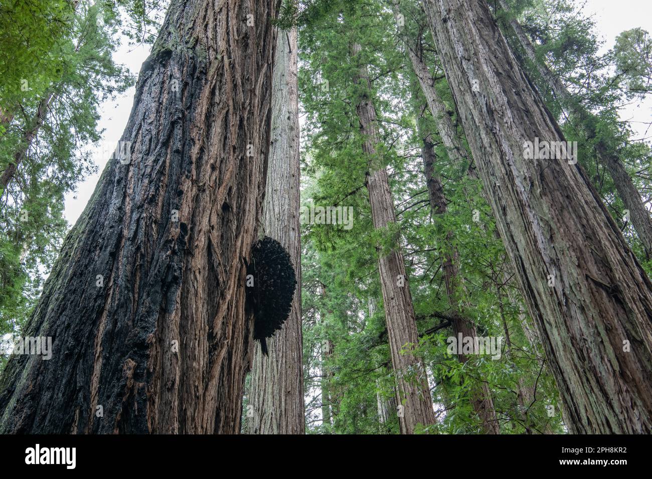 Alberi di sequoia di costa alta, Sequoia sempervirens, nella contea di Mendocino, California con un burl su uno dei loro tronchi. Foto Stock
