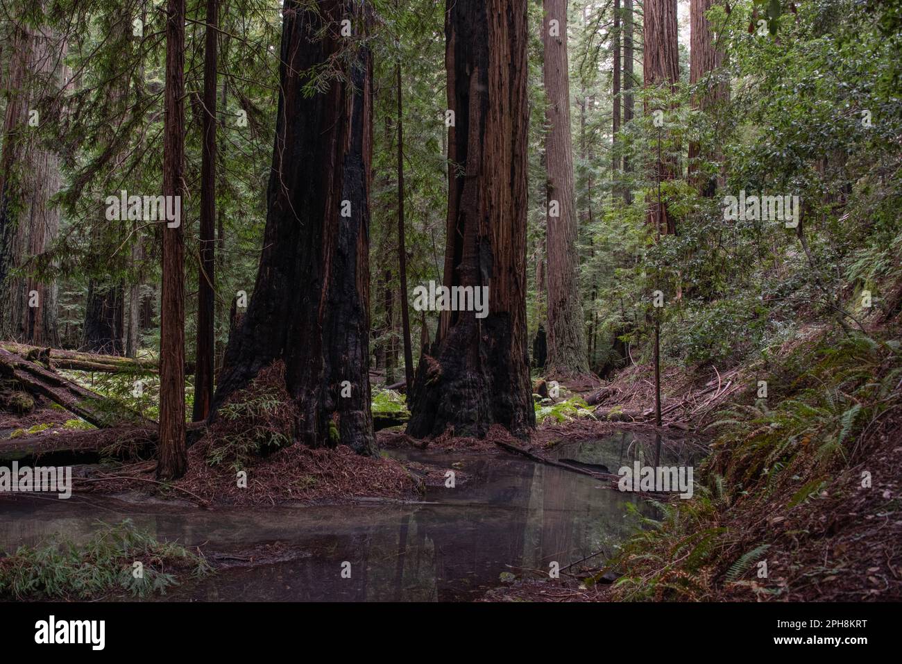 La costa allagata sequoie, Sequoia sempervirens, foresta nella contea di Mendocino, California. Foto Stock