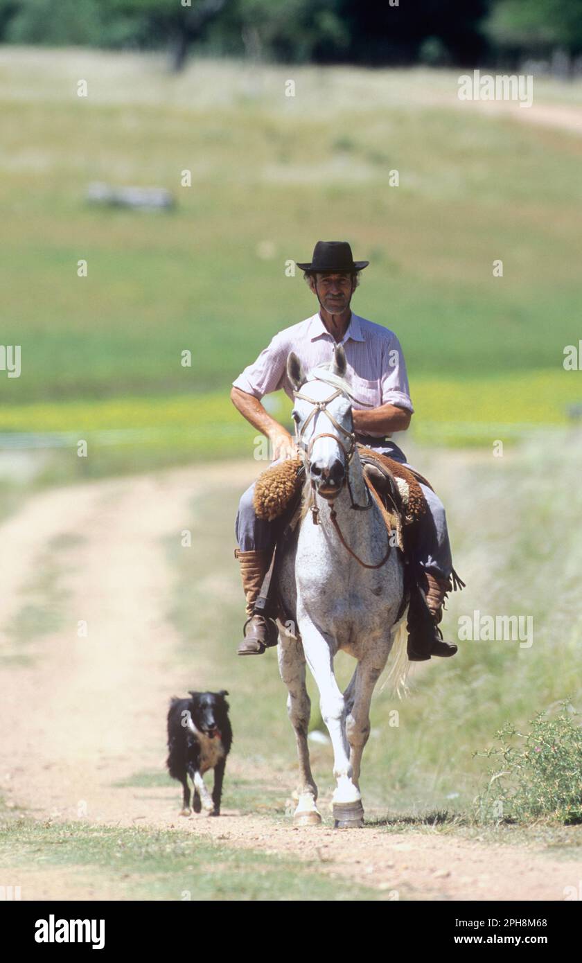 Uomo uruguayano a cavallo a San Pedro del Timote Estancia nel sud-centro dell'Uruguay. Foto Stock