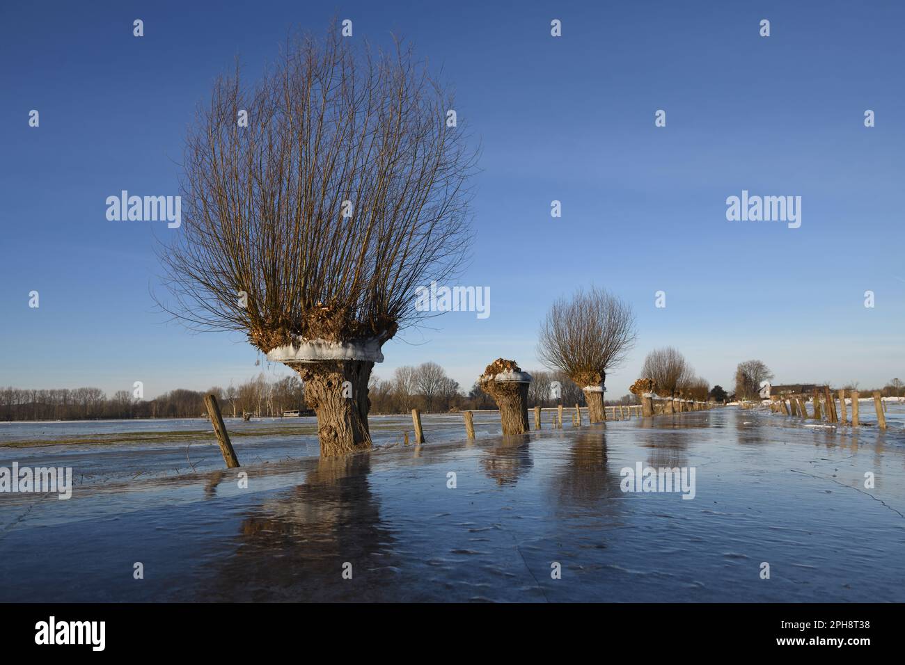 freddo gelido... Testa l'albero di salice (inondazione di inverno 2020/2021) con anello di ghiaccio sull'isola di Bislicher. Foto Stock