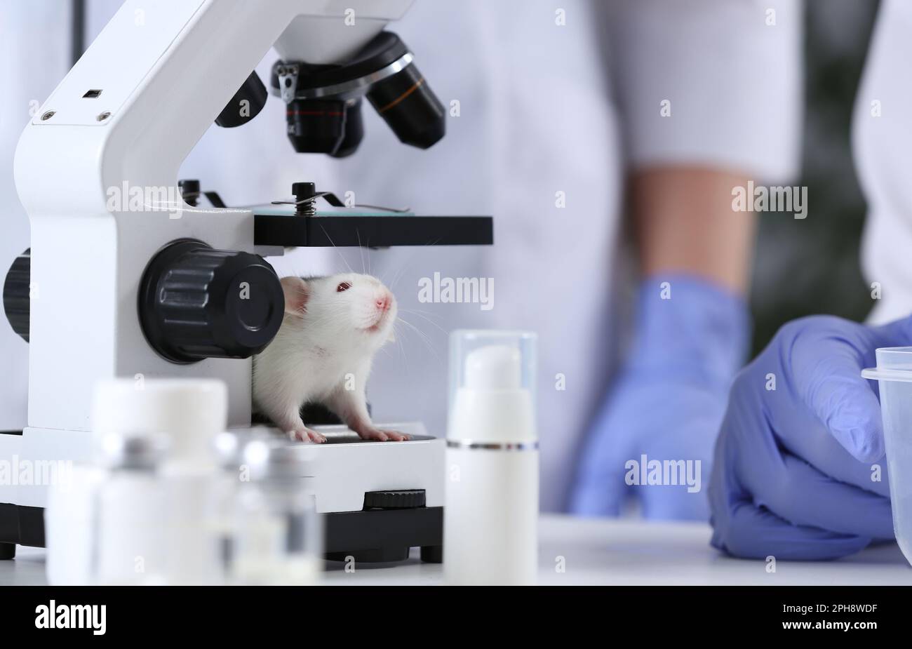Ratto bianco in laboratorio chimico. Sperimentazione animale Foto Stock