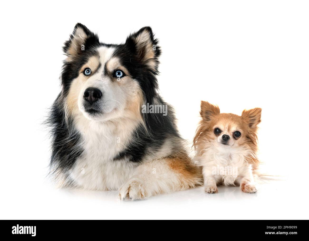 Giovane Husky siberiano e chihuahua di fronte a sfondo bianco Foto Stock