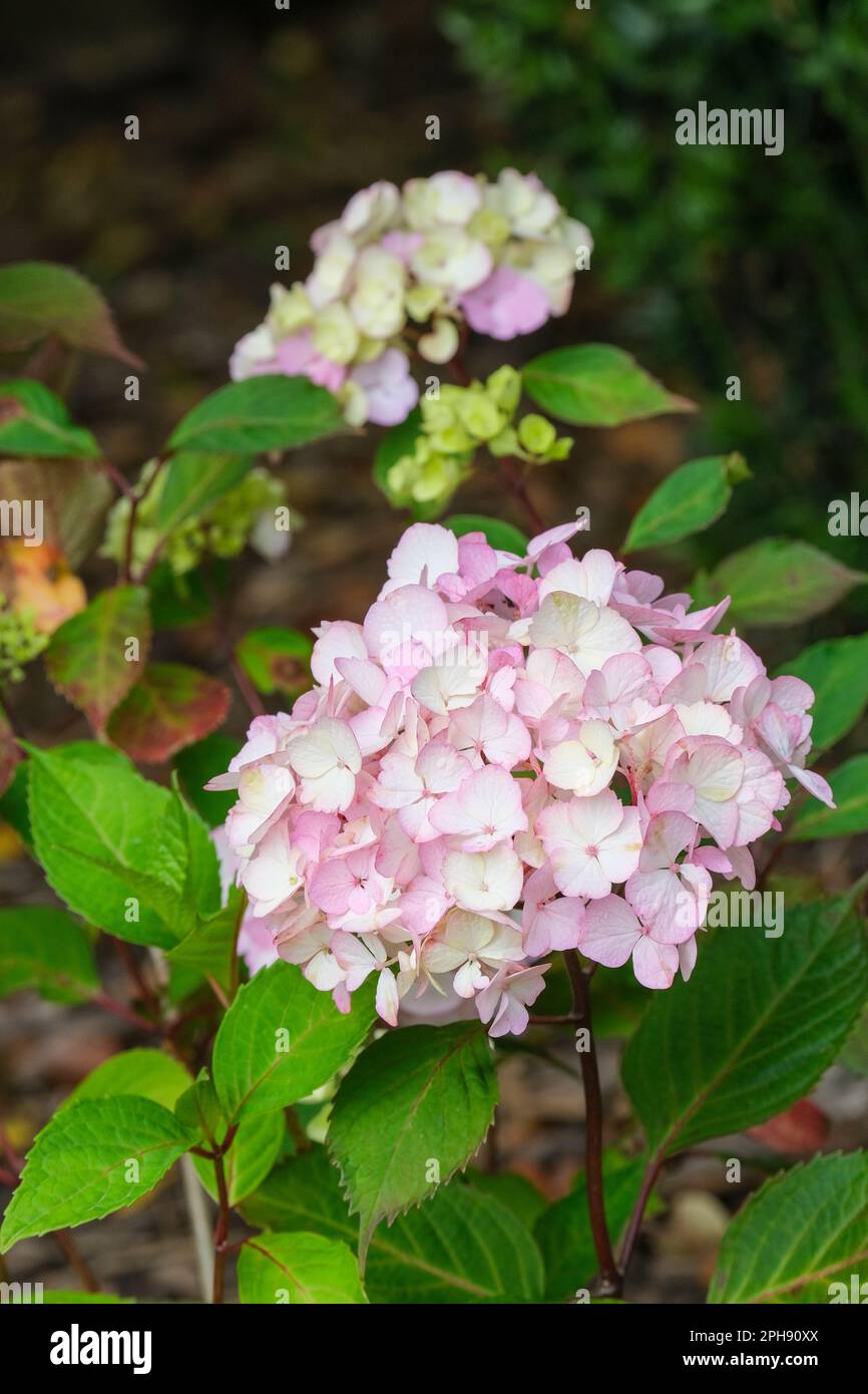 Hidrangea preziosa, Hidrangea serrata preziosa, grappoli di fiori sterili rosa, Foto Stock