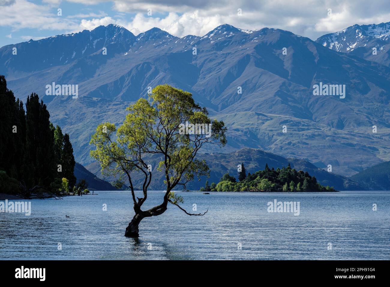 Il 'Wanaka Willow', Lago Wanaka, Isola del Sud, Nuova Zelanda Foto Stock