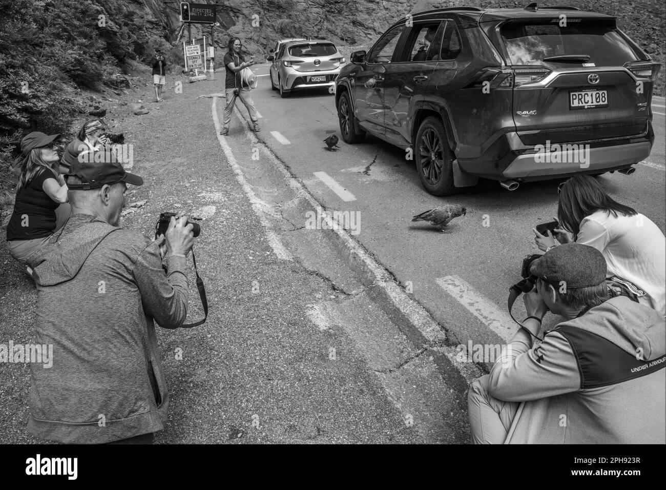 I turisti fotografano kea mentre aspettano di attraversare il tunnel Omero sulla strada per Milford Sound, il Parco Nazionale di Fiordland, Nuova Zelanda Foto Stock