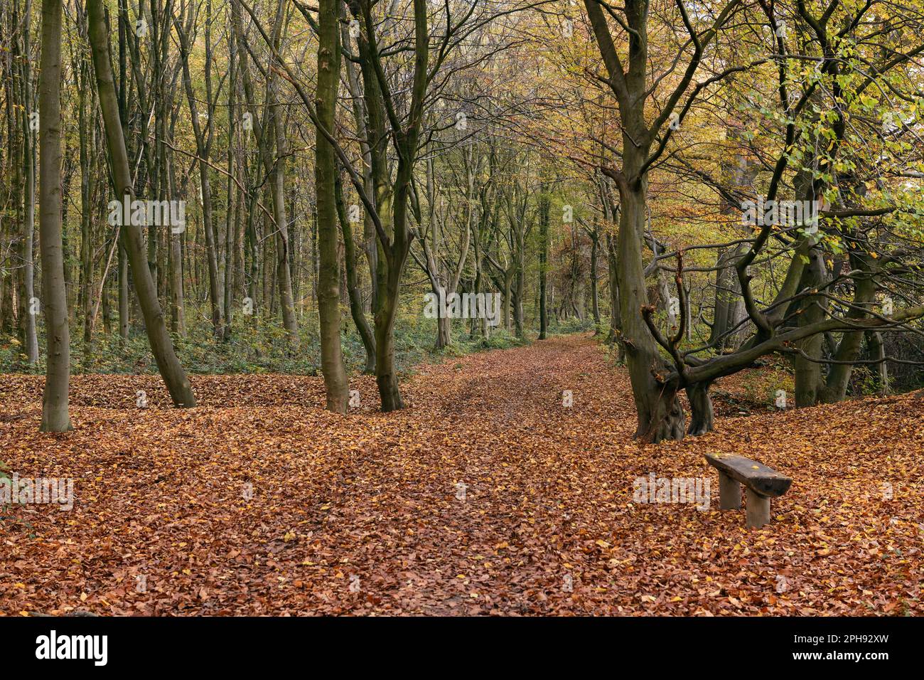 Autunno... Herrenbusch (Lank Latum, quartiere del Reno Neuss), passeggiata autunnale attraverso la foresta Foto Stock