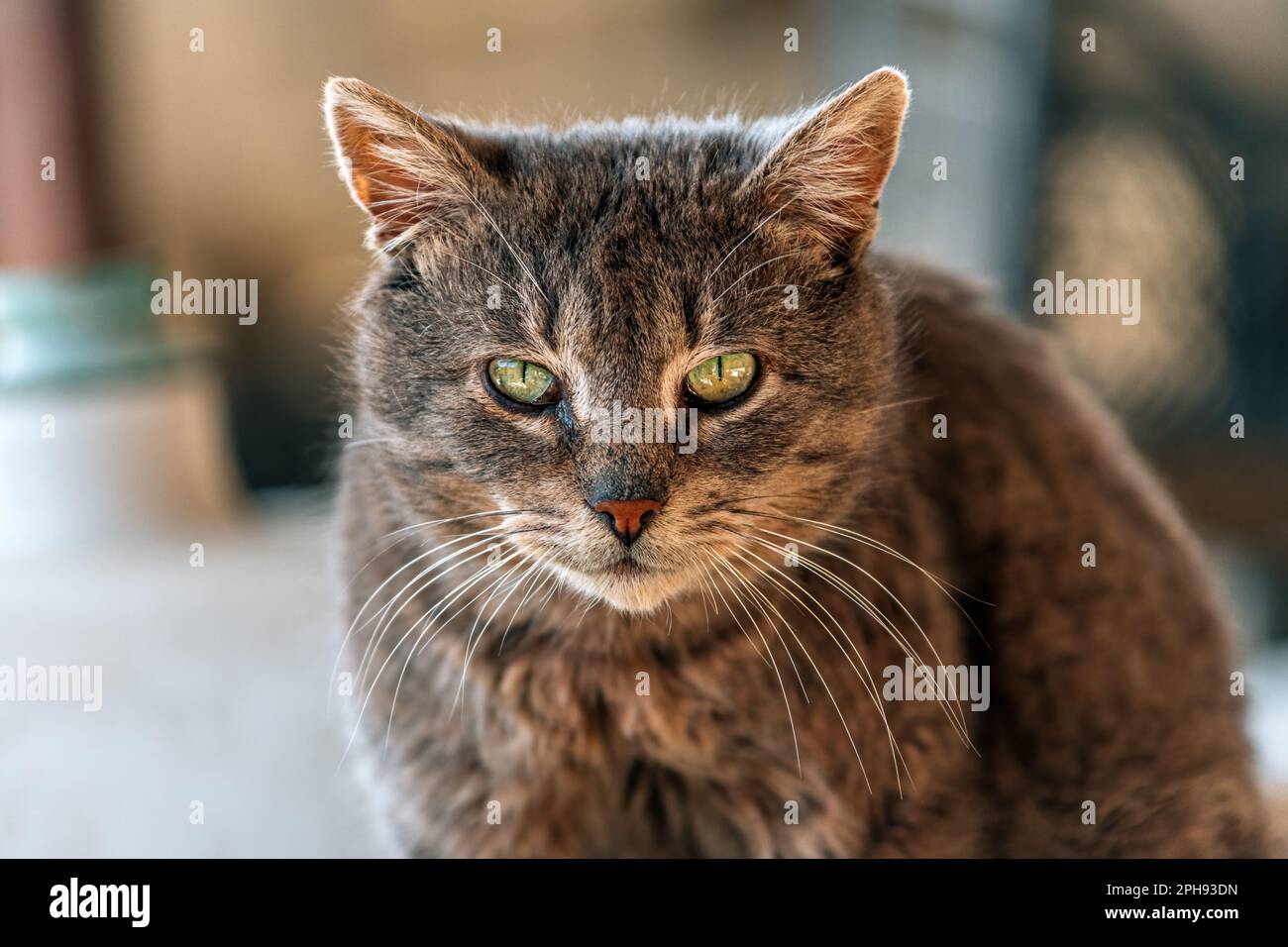 Ritratto di un gatto grigio domestico di razza mista di capelli medi, fuoco selettivo Foto Stock