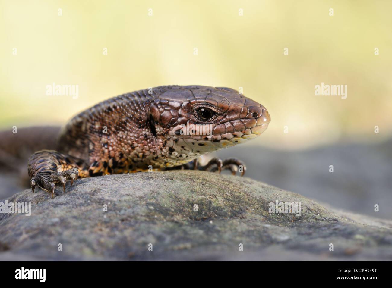Verticale... Viviparous Lizard ( Zootoca vivipara ), primo piano dettagliato. Foto Stock