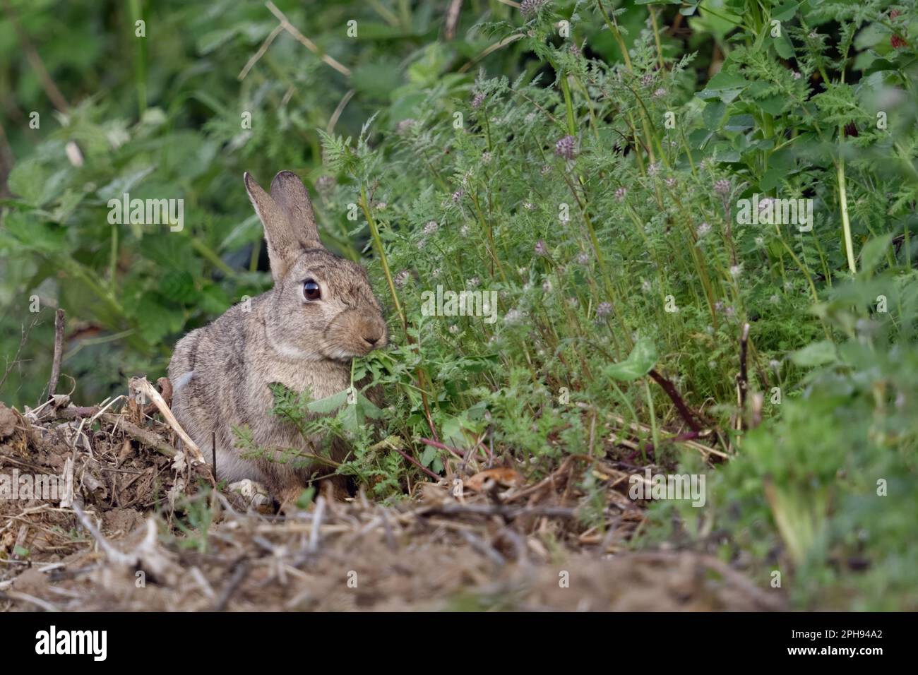 ridisca... Il coniglio selvatico (Oryctolagus cuniculus) mangia ai margini della foresta dal verde fresco Foto Stock