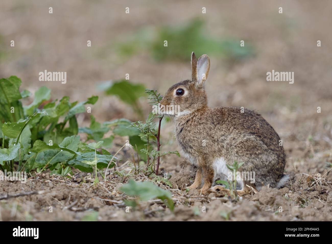 su un campo non coltivato... Il coniglio selvatico ( Oryctolagus cuniculus ) mangia da erbe di campo Foto Stock