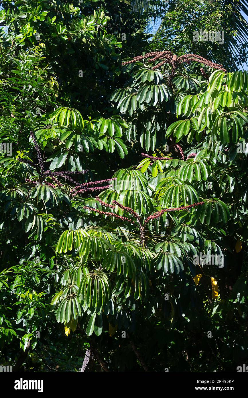 Un albero di ombrello (Schefflera actinophylla) con frutta, lontano Queensland del Nord, FNQ, QLD, Australia Foto Stock