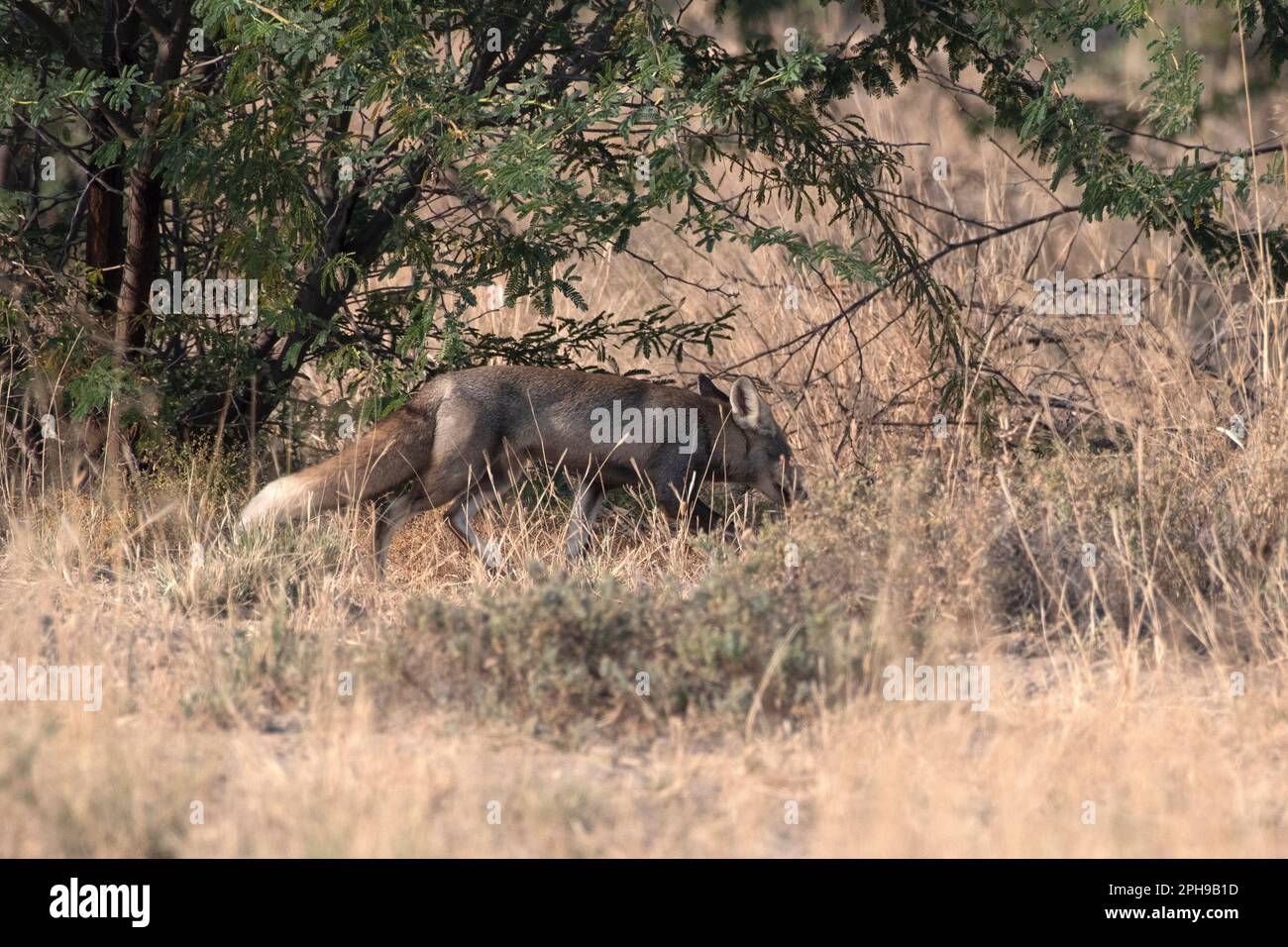 Volpe dai piedi bianchi conosciuta anche come volpe del deserto o vulpes vulpes pusilla osservata nella Grande Rann di Kutch in Gujarat, India Foto Stock