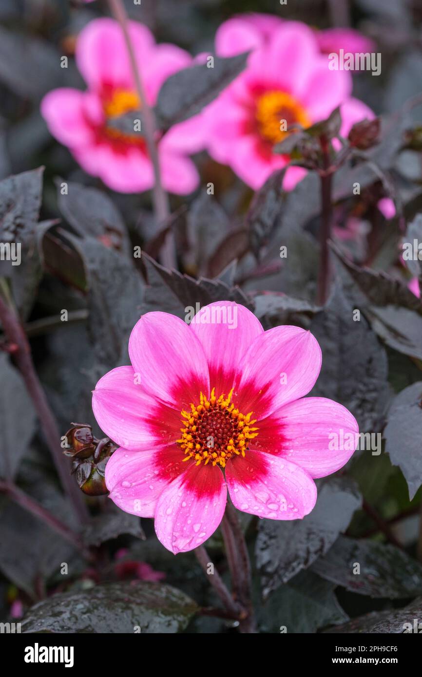 Dahlia Dahlegria Pink Halo, viola-rosa, flower flat (singolo) con otto petali, forma di petali ellittica con punta superiore. Foto Stock
