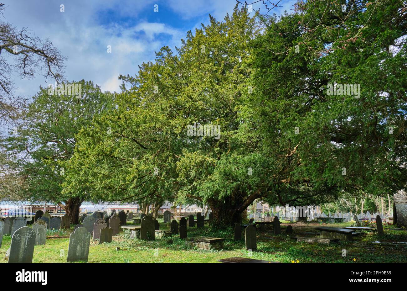 Yew Trees nella chiesa vecchia di San Michele, Betws-y-Coed, Conwy, Snowdonia, Galles Foto Stock