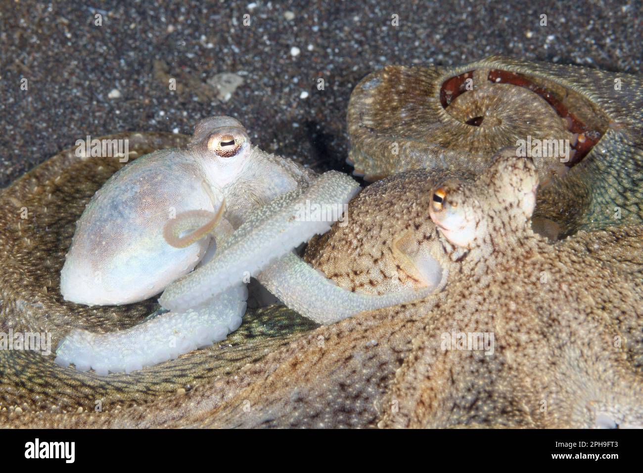 Accoppiamento di polipi a braccio lungo (Octopus defilippi) Lembeh Strait, Nord Sulawesi, Indonesia. Foto Stock