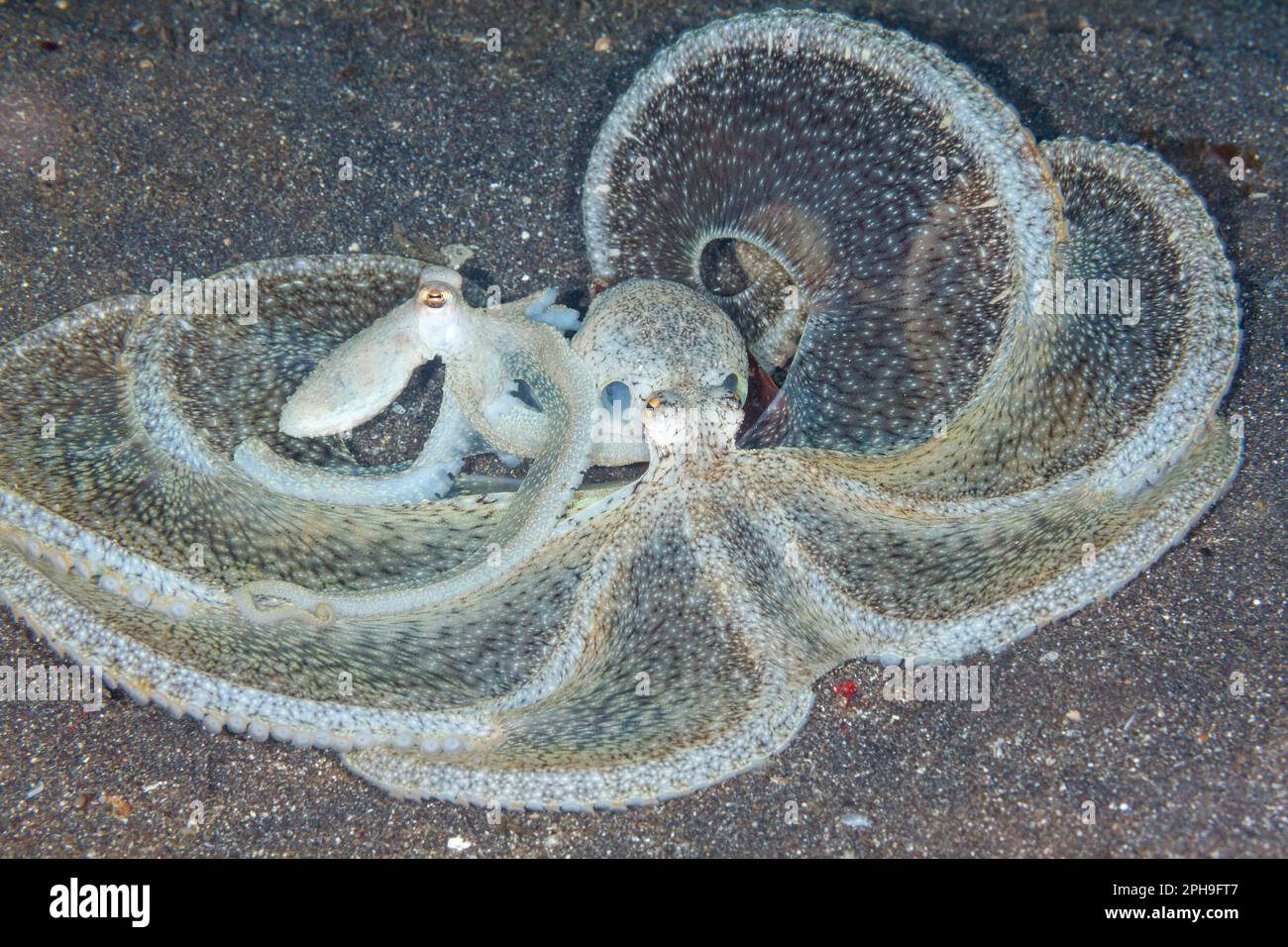 Accoppiamento di polipi a braccio lungo (Octopus defilippi) Lembeh Strait, Nord Sulawesi, Indonesia. Foto Stock