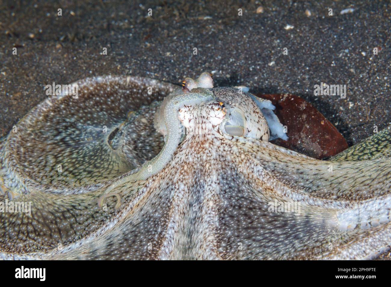 Accoppiamento di polipi a braccio lungo (Octopus defilippi) Lembeh Strait, Nord Sulawesi, Indonesia. Foto Stock